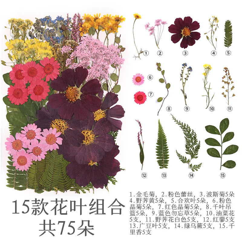 fleurs séchées multicolores naturelles variées feuilles séchées décor maison artisanat enfant autocollants journal