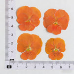fleurs pressées violettes jaunes oranges decoration moderne assiette decoupe anniversaire intérieur maison