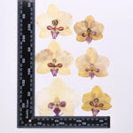 fleurs séchées phalaenopsis violettes blanches jaunes naturelles décoration artisanale intérieur