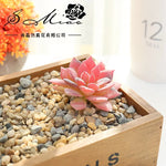 plantes succulentes artificielles vert feuilles pointues réaliste gravier boîte bois extérieur anniversaire exposantDecoration