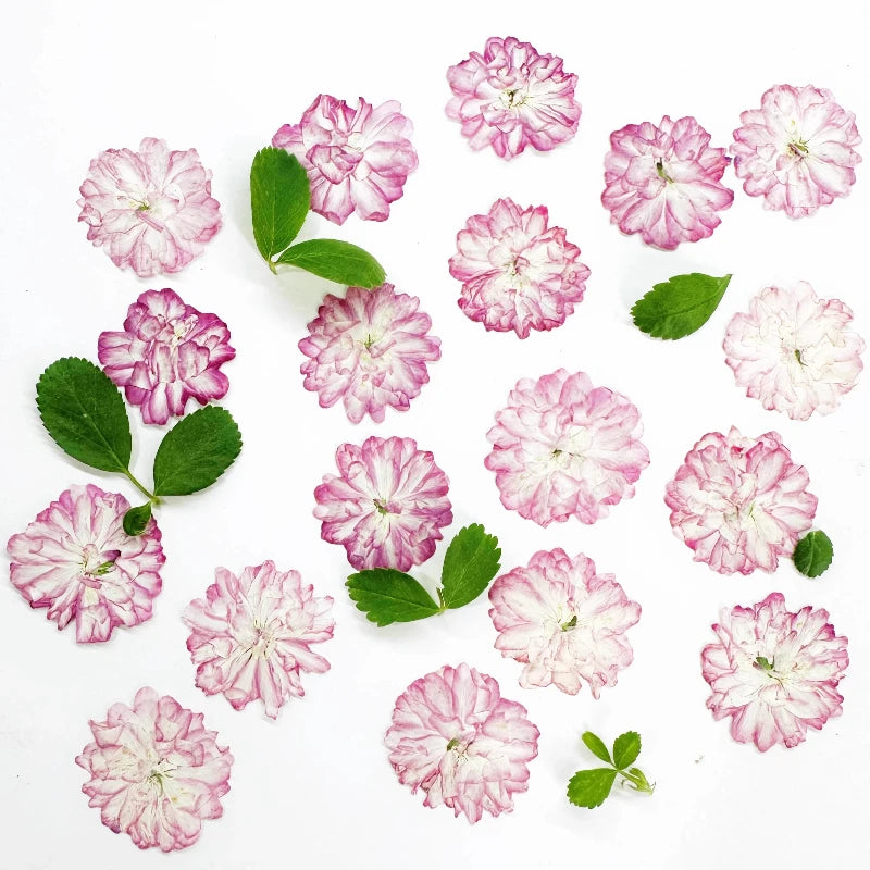 fleurs séchées rose naturelles décoration maison anniversaire baby shower intérieur