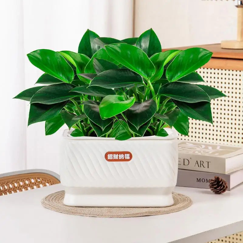 pots fleurs auto arrosants plastique texturé moderne rouge blanc decoration maison plantes jasmin monstera