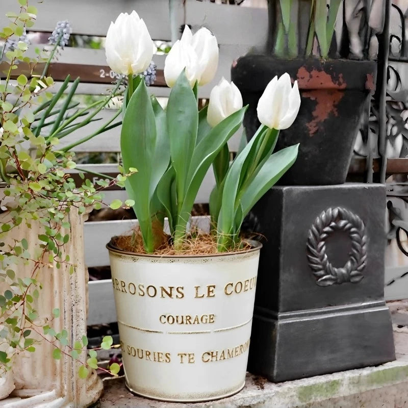 pots fleurs métal vintage rustique blanc crème bronze cyclamen tulipes succulentes bonsaï drainageextérieur balcon