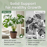 Support tiges plantes or spirale moderne fixations adhésives grandes plantes intérieures pothos philodendron monstera