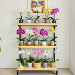 étagère extérieure pliants niveaux roulettes moderne matériaux bois métal plantes balcon jardin