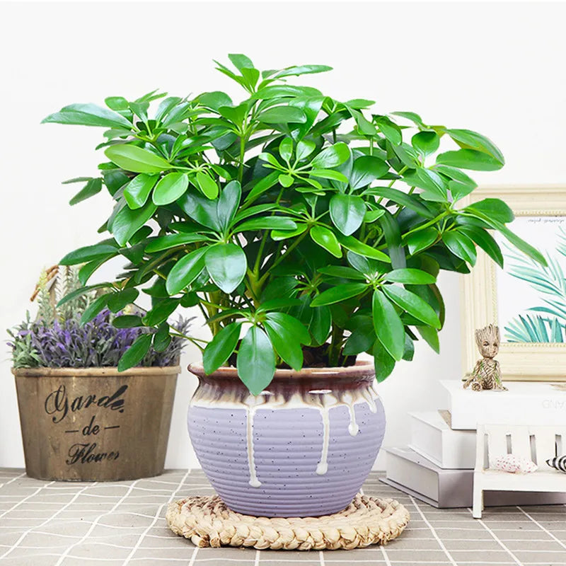 plante artificielle verte feuilles arrondies décoration intérieure pot céramique blanc feuilles plastique branche naturelle