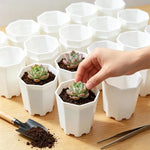 pots plante blancs hexagonaux modernes succulentes décoration table 6pcs 12pcs 24pcs