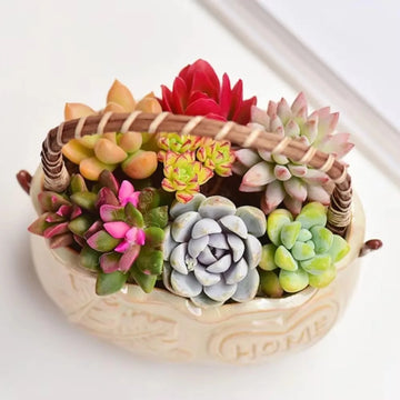pots succulentes decoratifs panier tressé couleur rose bleu motif feuilles coeur rustique decoration interieur