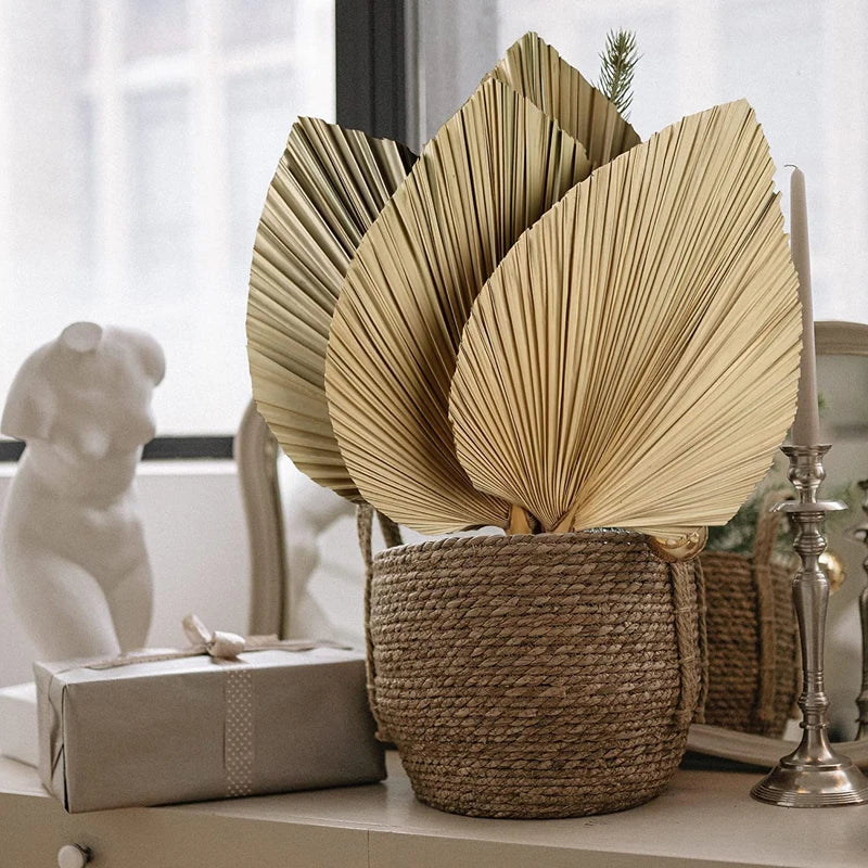 Grandes feuilles de palmier séchées naturelles décoration murale bohème beige
