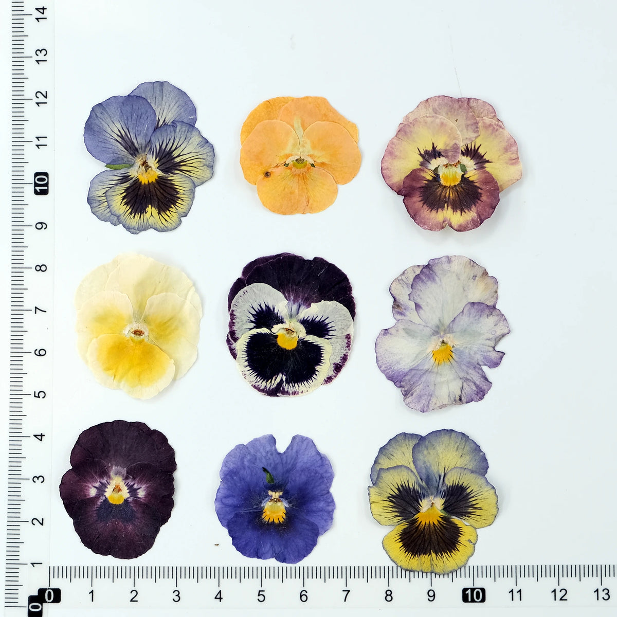fleurs séchées violettes jaunes décoratives bricolage résine bijoux étui téléphone maquillage pétale simple naturel