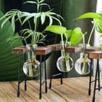vase verre transparent support bois industriel moderne plante hydroponique décoration intérieure minimaliste
