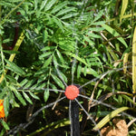 supports fixation tuyaux d'irrigation goutte goutte kit arrosage tiges plastique attaches colliers serrage jardinage