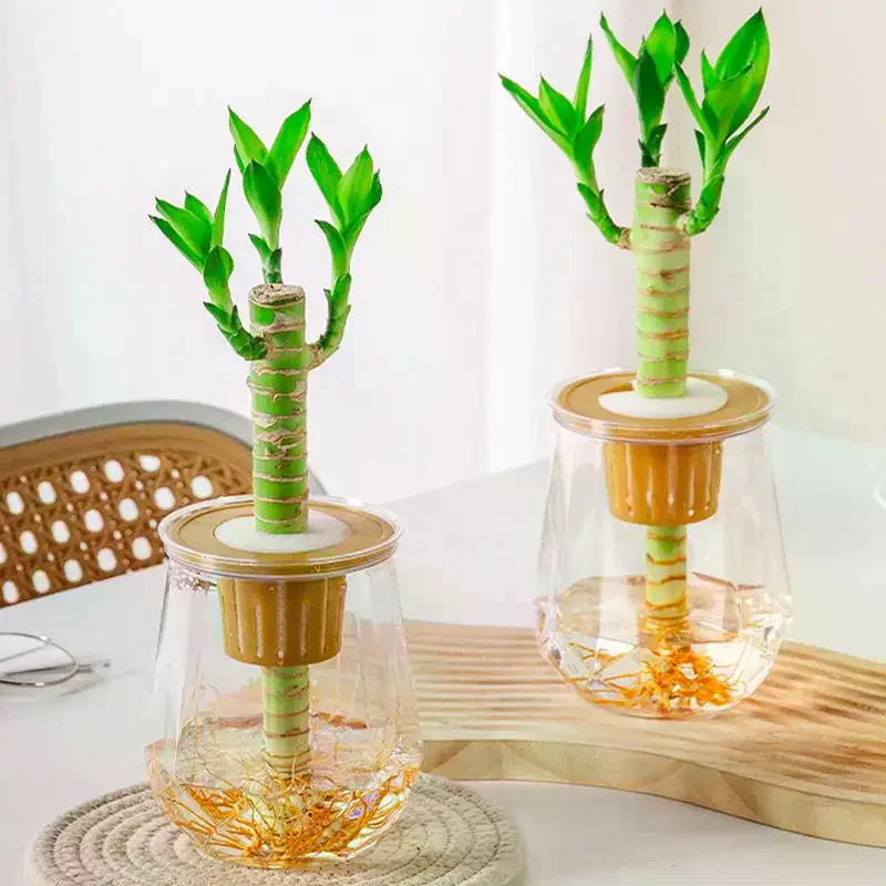 vases verre transparents modernes plante pachira aquatica support bois feuilles vertes deco minimalisteintérieur