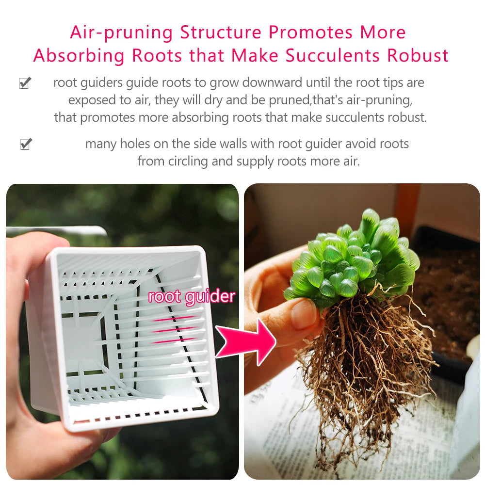 Bacs plantes modernes blancs compartiments individuels succulentes cactus astrophytum asterias 7cm