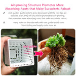 Bacs plantes modernes blancs compartiments individuels succulentes cactus astrophytum asterias 7cm