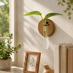 vase mural transparent moderne rustique bois décoration intérieure plantes hydroponiques