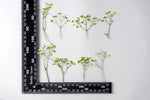 fleurs séchées bouquet naturel violet blanc jaune décoration intérieure minimaliste anniversaire baby shower