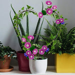 pot plante moderne clips orange gris blanc rouge plante verte fleur rose dessin animé