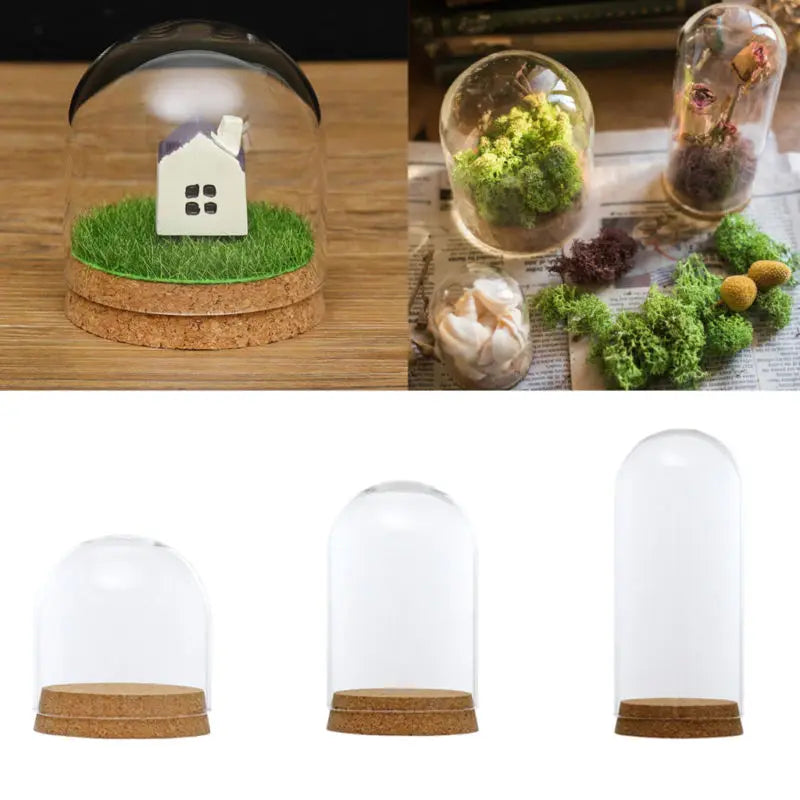 cloches verre liège décoration table transparent moderne fleurs séchées succulentes 18cm 8cm
