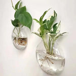 vases murals verre transparent modernes minimaux plante graine sable