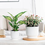 pots fleurs modernes résine blanc rayures verticaux hydroponiques plante verte autoarrosage personnes paresseuses