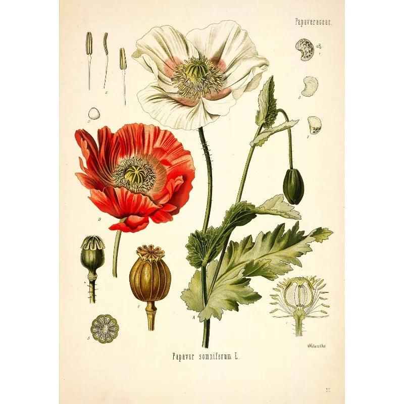 affiche toile fleurs botaniques vintage décoration murale salon peinture fleurs sauvages classique