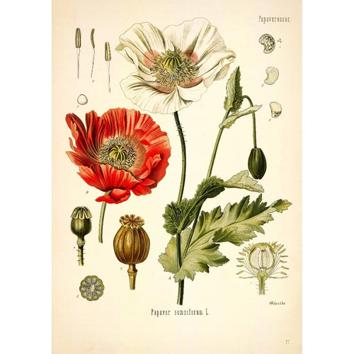 affiche toile fleurs botaniques vintage décoration murale salon peinture fleurs sauvages classique