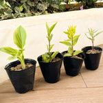 pots fleurs noirs opaques bacs pépinière plastique simples utilitaires plantes 13 10 cm