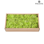 mousse séchée naturelle décorative fleurs séchées rustiques vert rose bleu violet maison intérieur