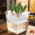 pot hydroponique transparent moderne tulipes sans terre ventilation grille plastique