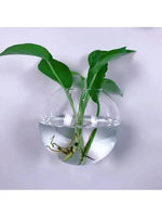 vases muraux transparents modernes suspension plante gravier eau hydroponique automatique