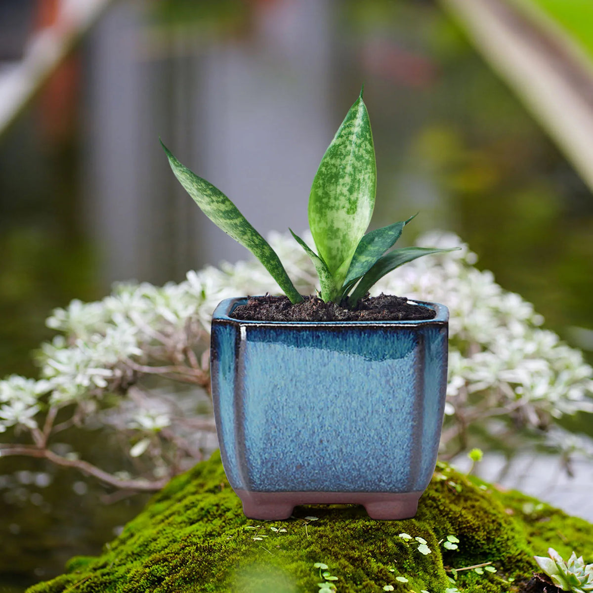 pot fleur céramique bleue moderne plante feuilles vertes mousse verte fleurs blanches texture boisclair