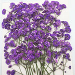 fleurs séchées kit 120 pièces variées blanc bleu orange violet rose rouge vert jaune
