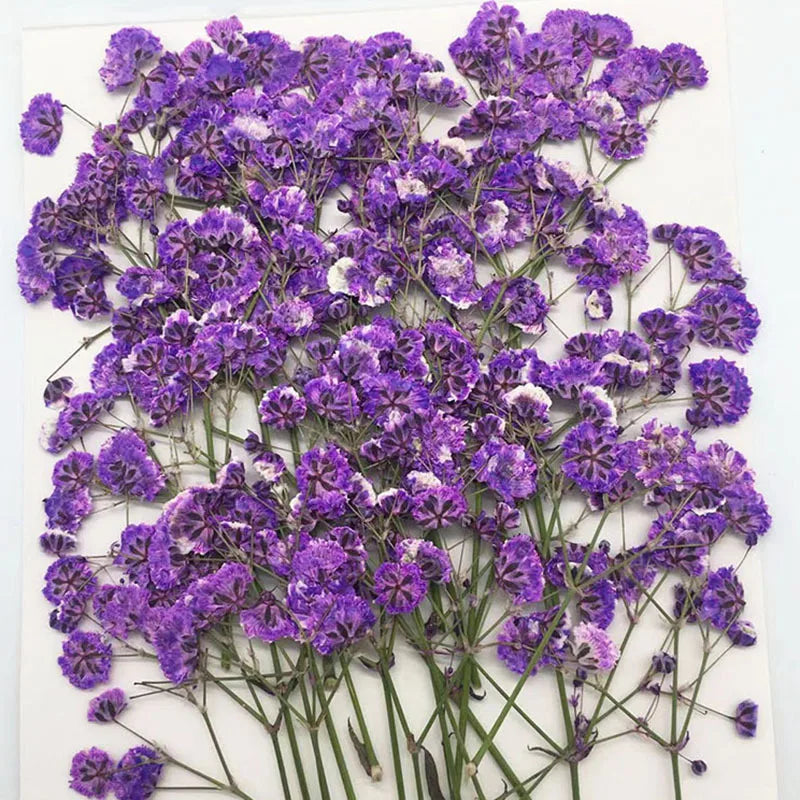 fleurs séchées kit 120 pièces variées blanc bleu orange violet rose rouge vert jaune