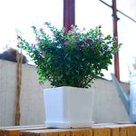 pots fleurs modernes blancs soucoupe plante verte intérieur extérieur hexagon rond polygonaux