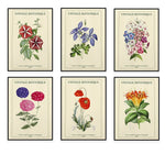 Une collection de six affiches botaniques vintages mettant en valeur de magnifiques illustrations de fleurs variées.