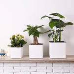 pot auto irriguant moderne indicateur eau fleur plante verte corde coton absorbant blanc opacité