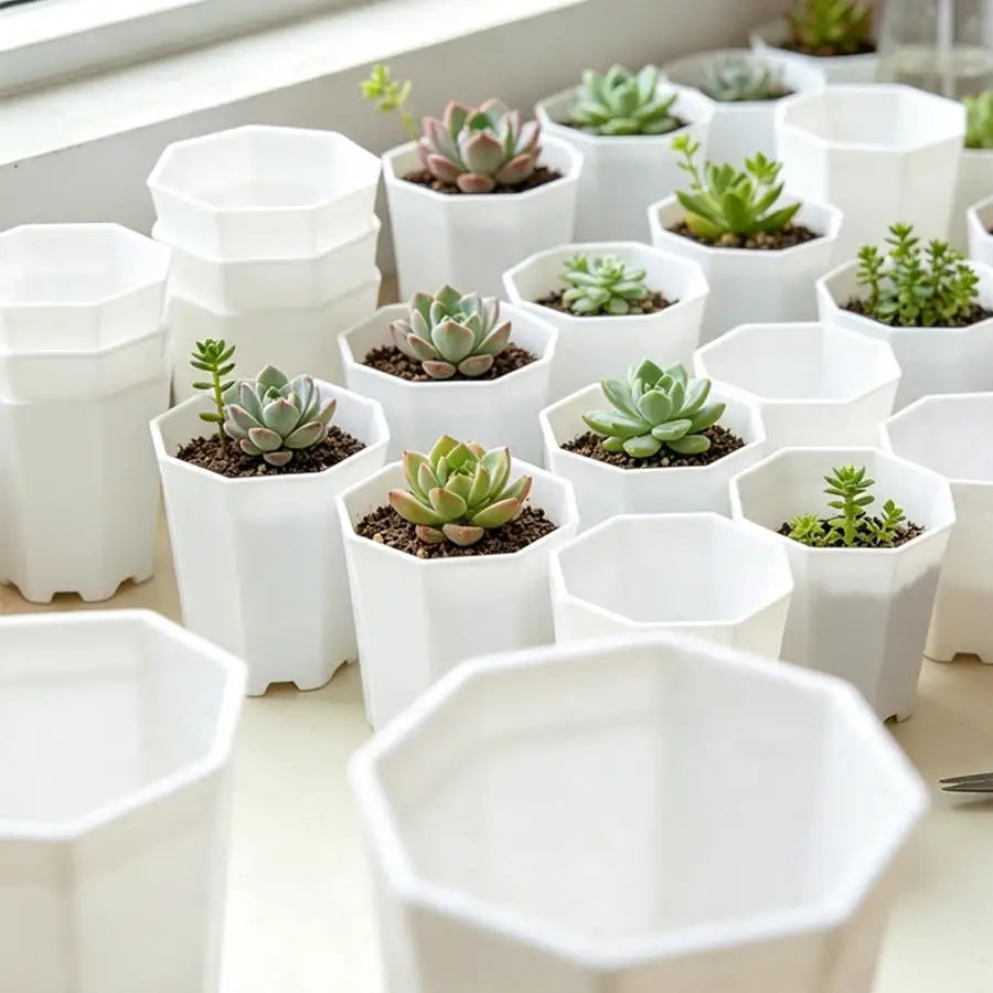 pots plante blancs hexagonaux modernes succulentes décoration table 6pcs 12pcs 24pcs