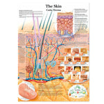 affiche anatomique multicolore illustrations organes humains didactique sans cadre encre imperméable toile multicolore