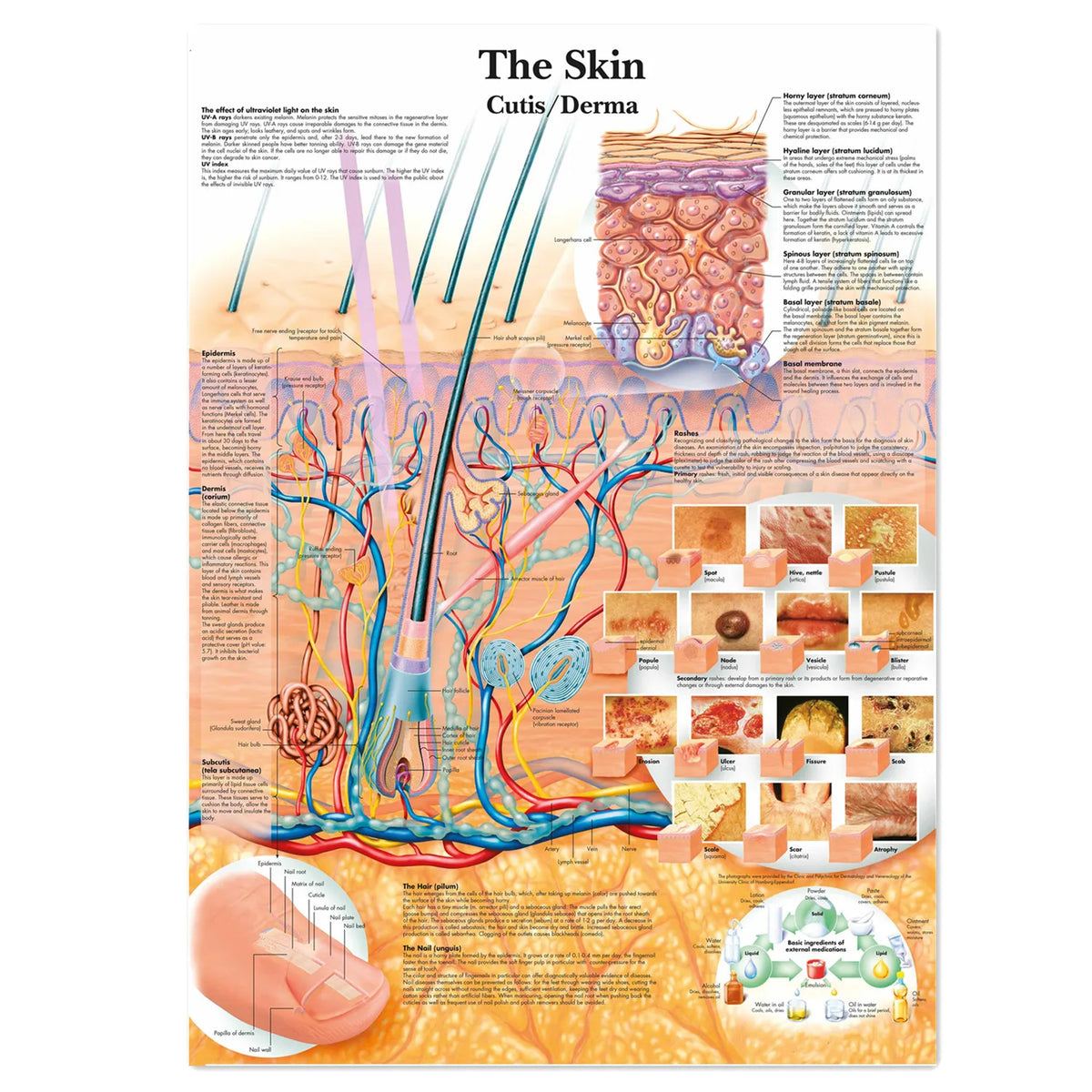 affiche anatomique multicolore illustrations organes humains didactique sans cadre encre imperméable toile multicolore