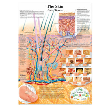 affiche anatomique multicolore illustrations organes humains didactique sans cadre encre imperméable toile multicolore