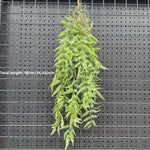 plantes suspendues vigne feuilles vertes rustiques extérieures accrochées naturellement exposéesextérieur decoration