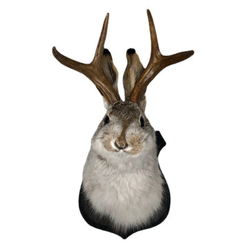 décoration murale tête lapin résine cornes fourrure gris blanc noir taxidermie réalisteintérieur suspension