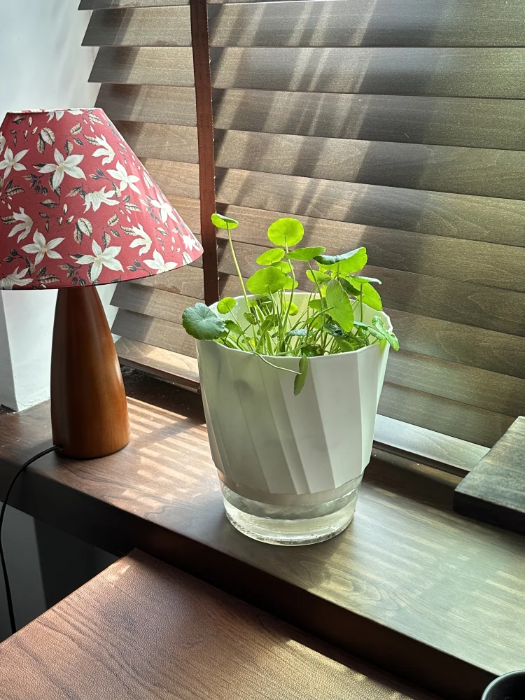 jardinière autoarrosage transparente moderne pot plissé hydroponique plante verte minimaliste