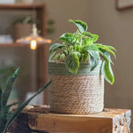 panier tissé main fibre naturelle vert clair beige rustique réutilisable respectueux environnement pliable rangement