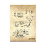 Cette image anatomique détaille les différentes parties et la structure des dents, avec des légendes explicatives.