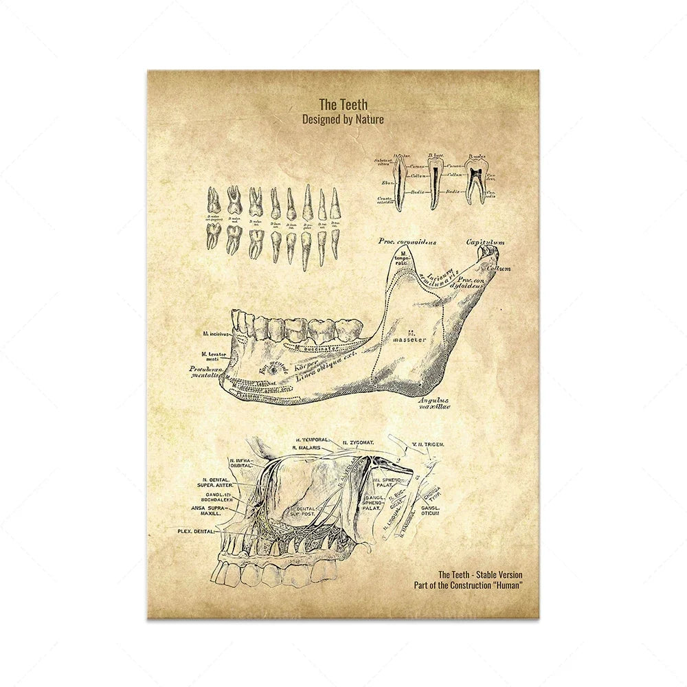 Cette image anatomique détaille les différentes parties et la structure des dents, avec des légendes explicatives.