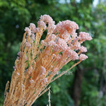 bouquet fleurs séchées naturelles rustique décoration maison mariage anniversaire petit volume décoratif