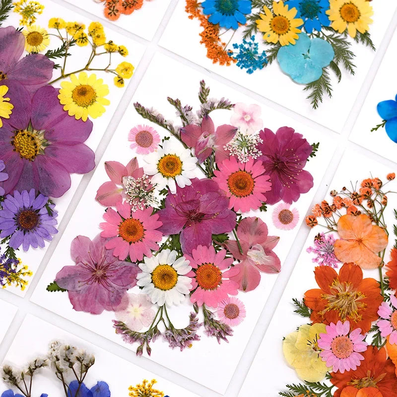 fleurs séchées naturelles assortiment couleurs décoration artisanat scrapbooking nail art