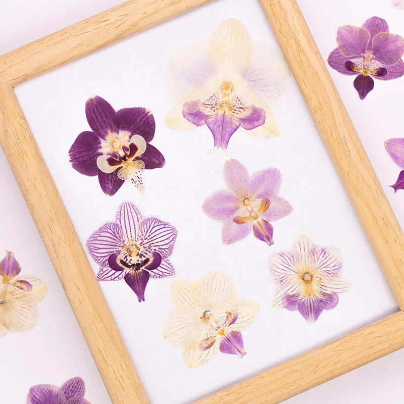fleurs séchées phalaenopsis violettes blanches jaunes naturelles décoration artisanale intérieur